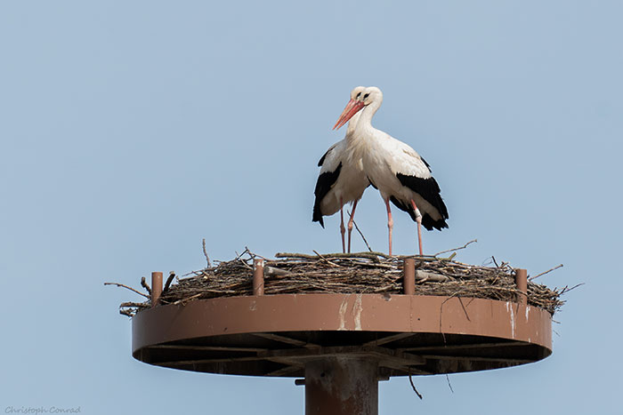 Störche im Nest Malzgasse Störche im Nest Malzgasse