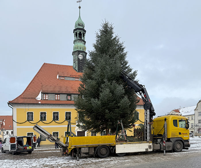 Aufstellen des Weihnachtsbaumes